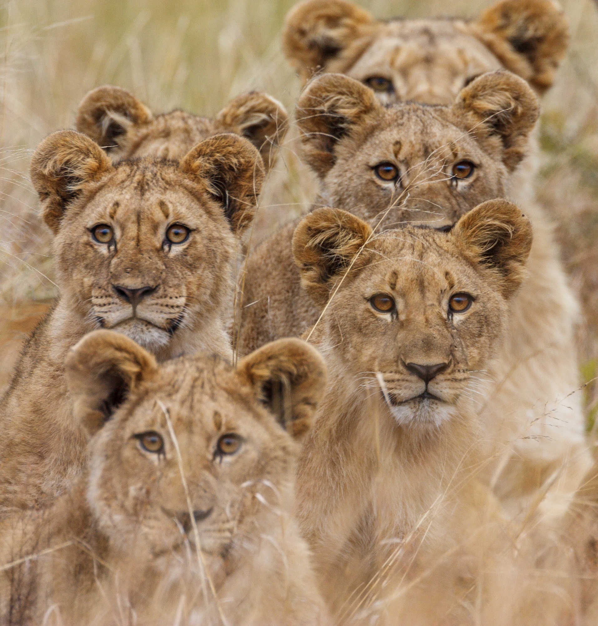 African Lion