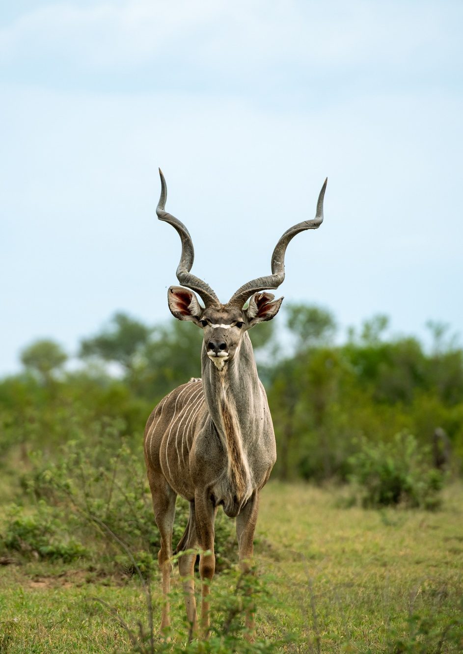 A male kudu, Tragelaphus strepsiceros, wide-angle shot, direct gaze.